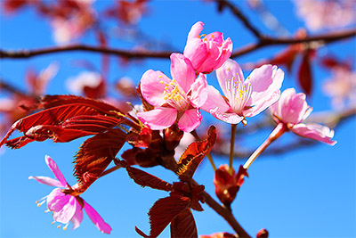 Blommor 4